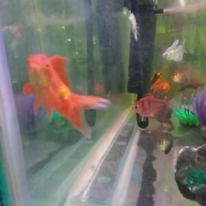 Gold fish